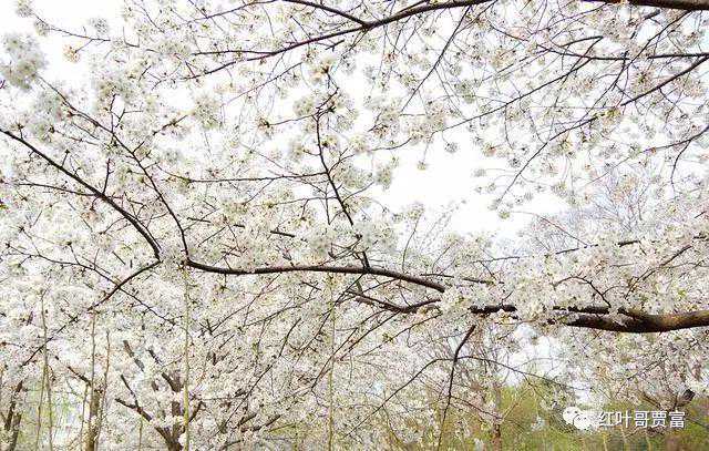 与其让樱花看你 不如去张裕爱斐堡赏花品酒看恐龙